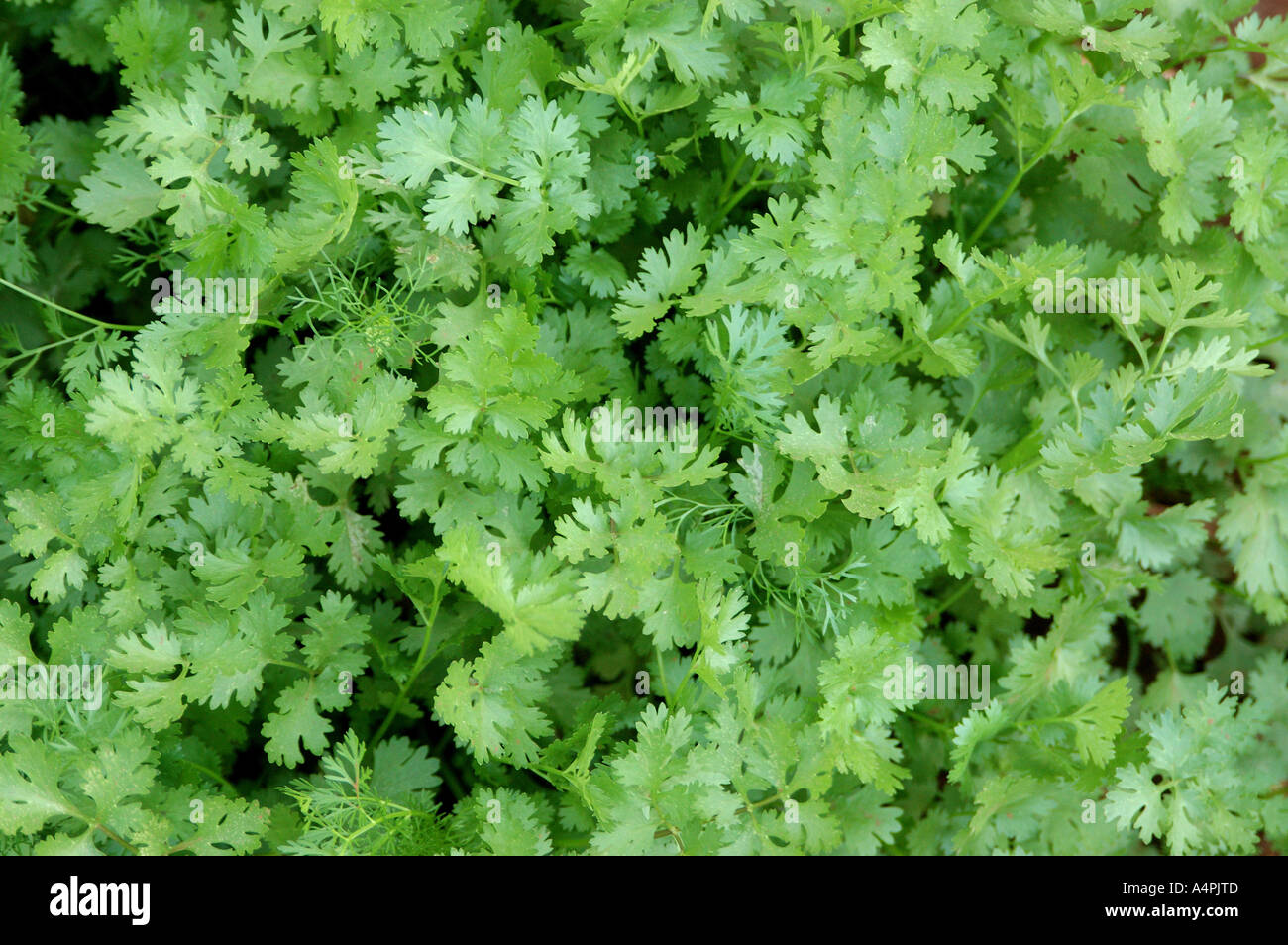 ANG77778 Coriander plants Coriandrum sativum Cilantro spice Stock Photo