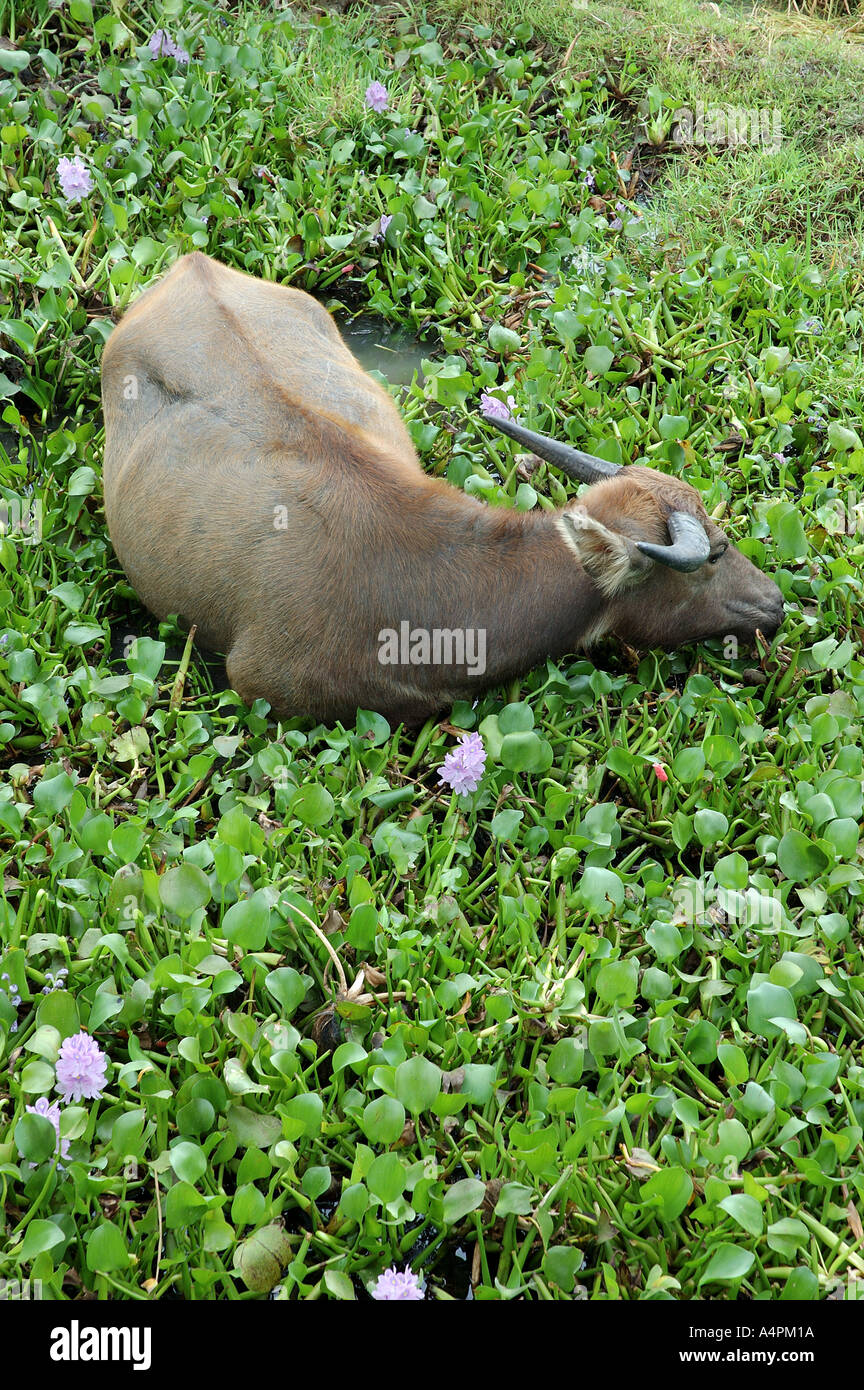 Water buffalo eating water hyacinth in central Vietnam South East Asia