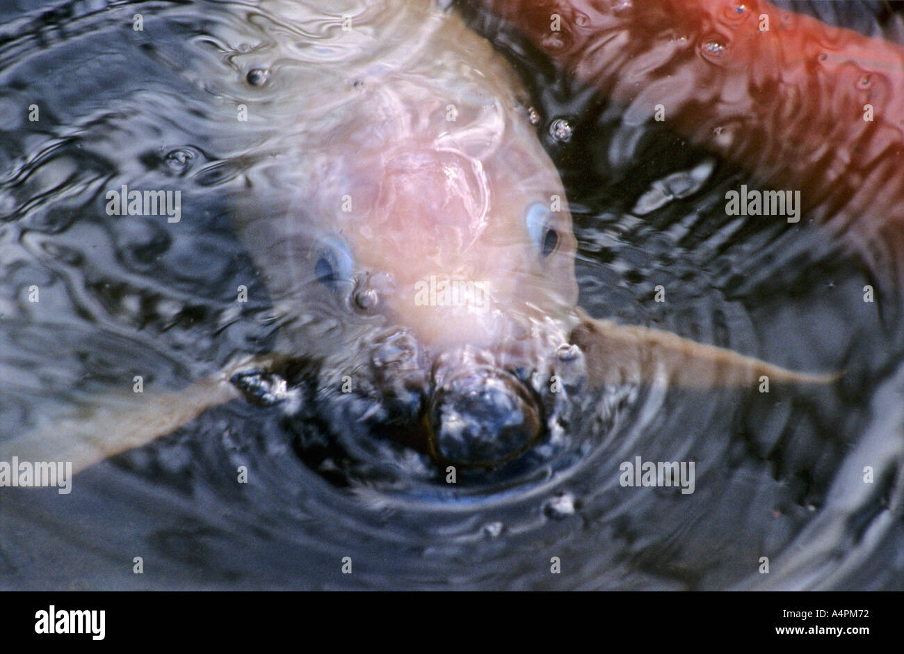 Pink Koi Carp blowing bubbles Stock Photo Alamy