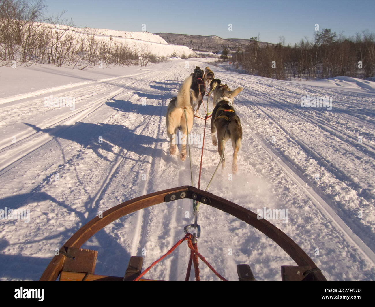 sweden lapland dog team pulling sled along road Stock Photo Alamy