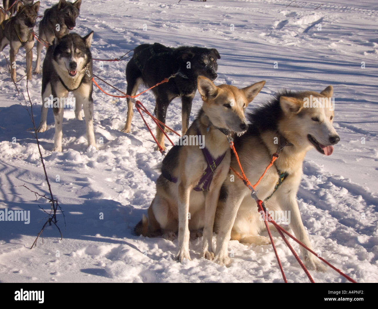 sweden lapland huskie dogs resting Stock Photo - Alamy