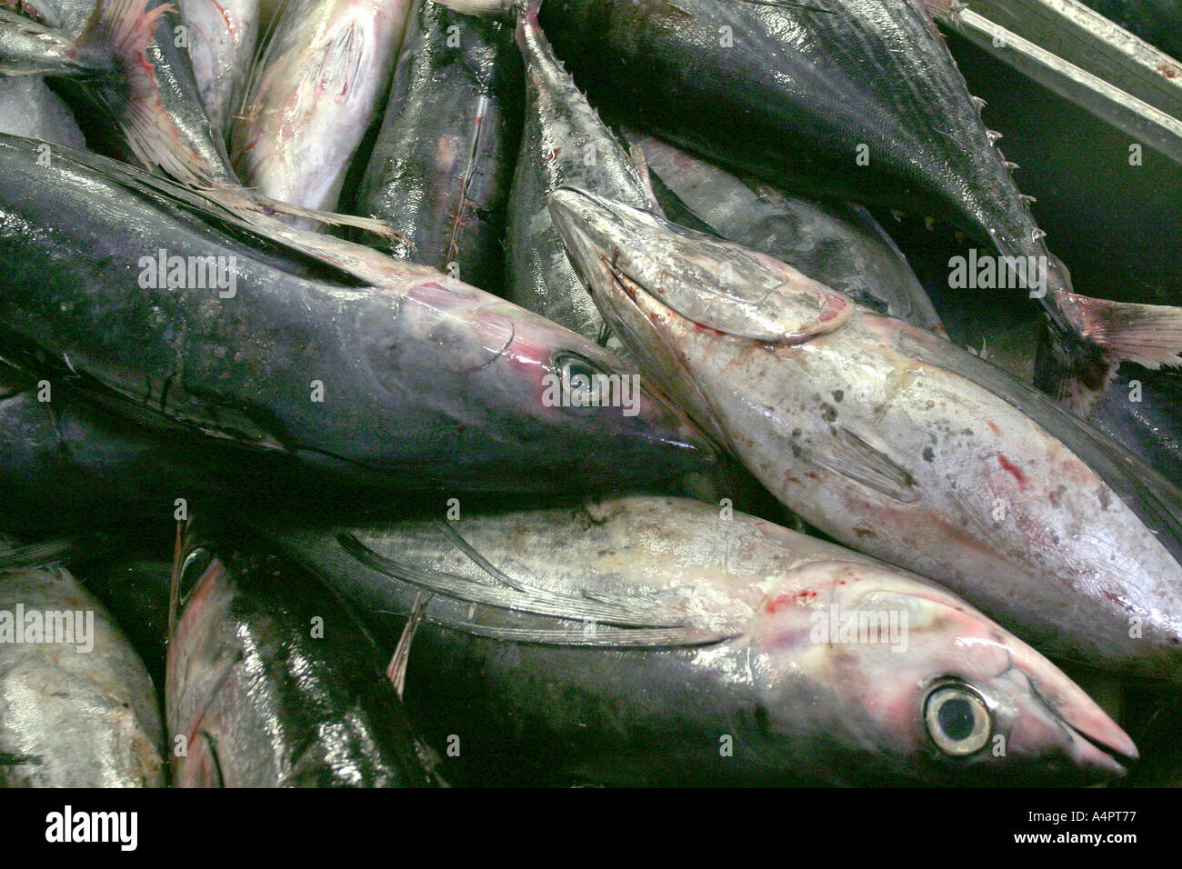 Freshly caught tuna in Loctudy port, Brittany, France Stock Photo Alamy