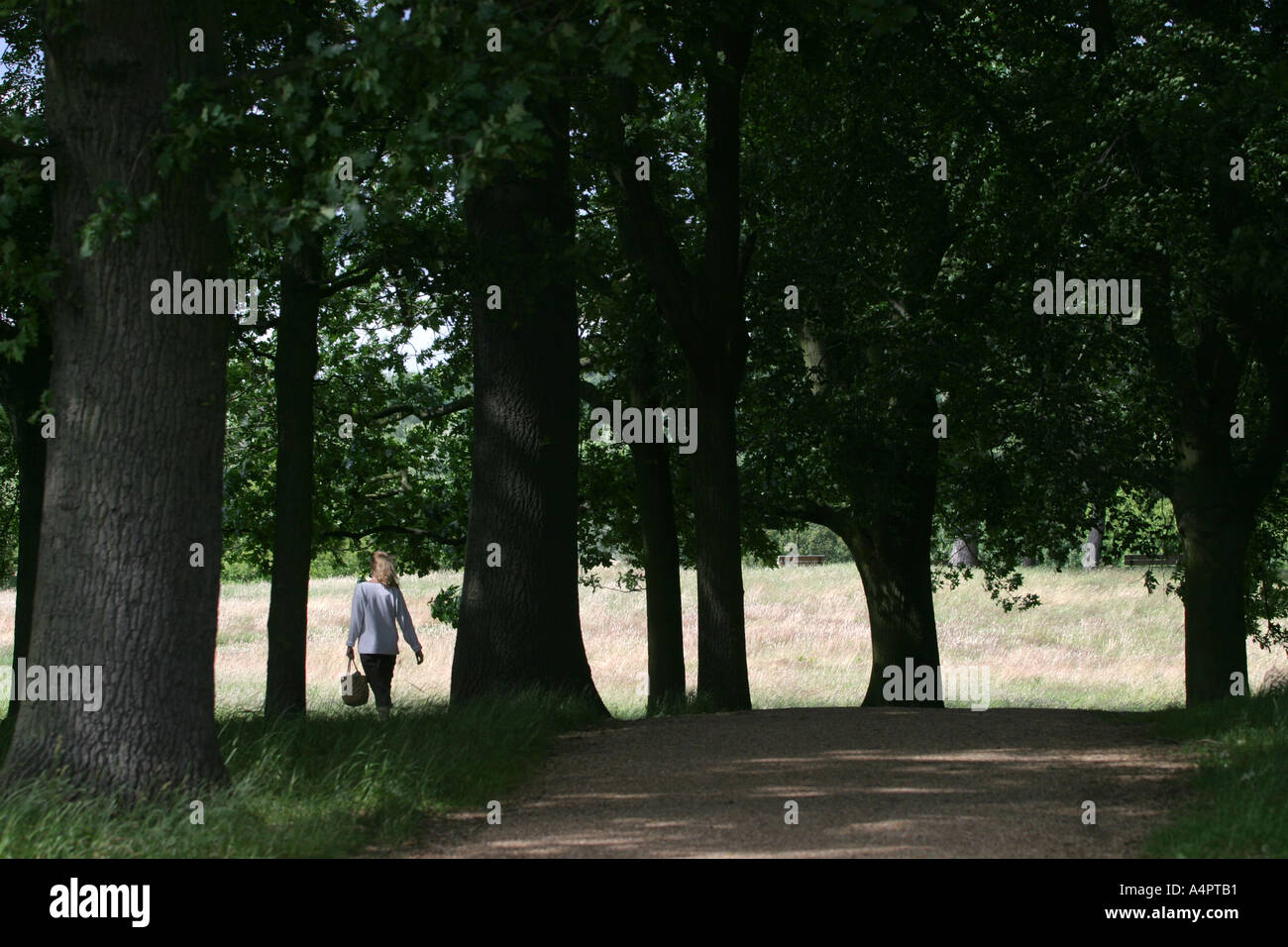 A walker walking through trees on Hampstead Heath in the summer, London, UK. Stock Photo