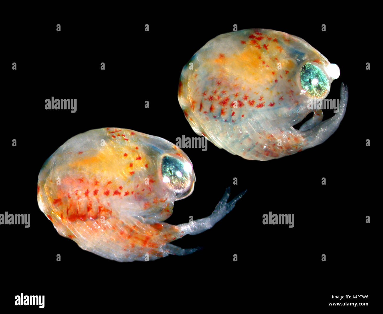 Two lobster larvae in the process of hatching Stock Photo Alamy