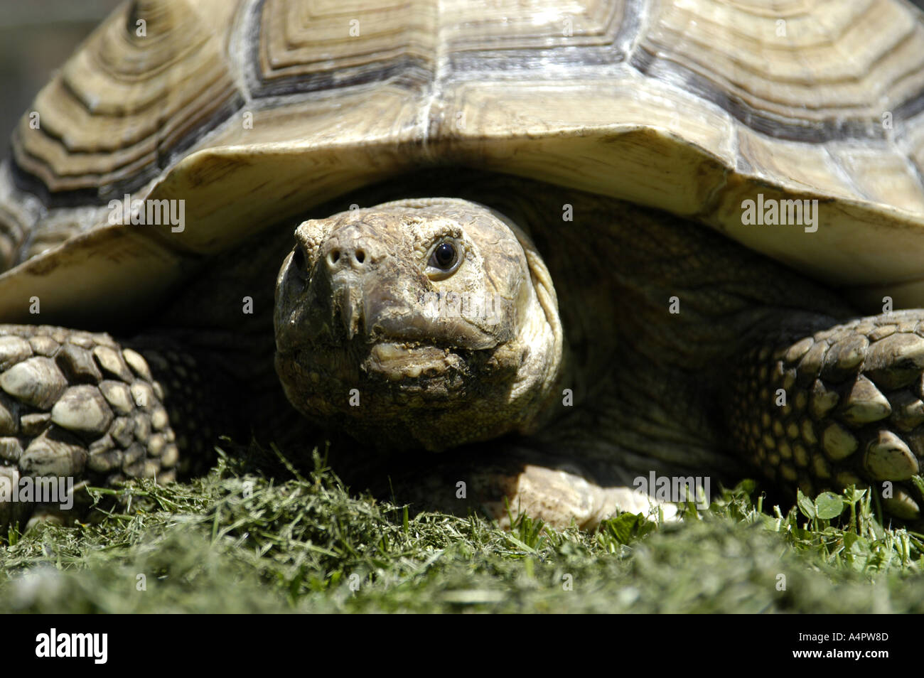 African spur thigh tortoise Stock Photo