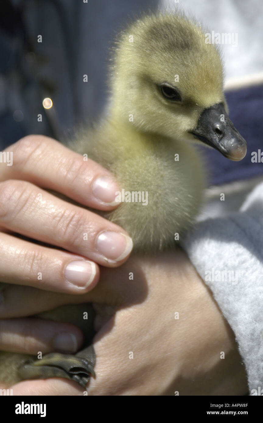 Caneton High Resolution Stock Photography And Images Alamy