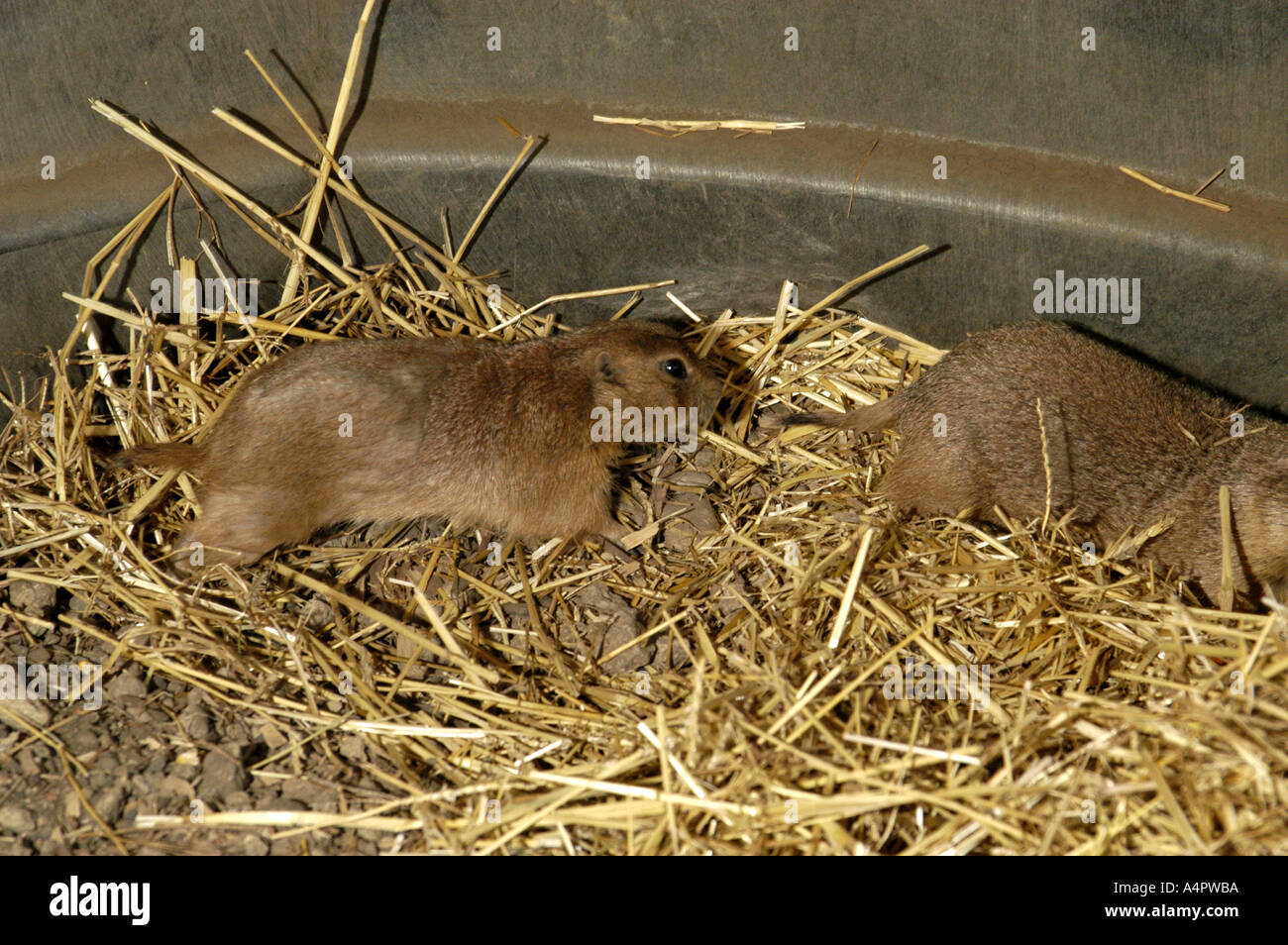2 Prarie Dogs Stock Photo