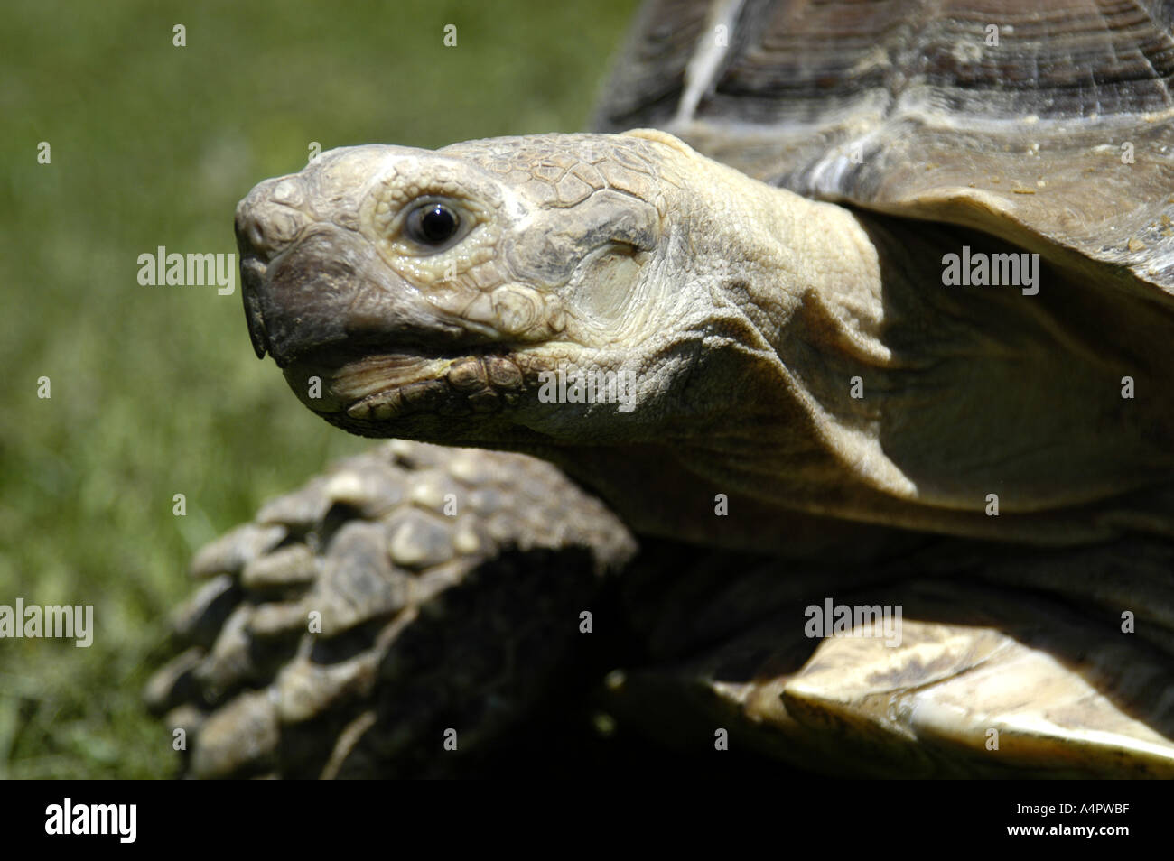 African spur thigh tortoise Stock Photo