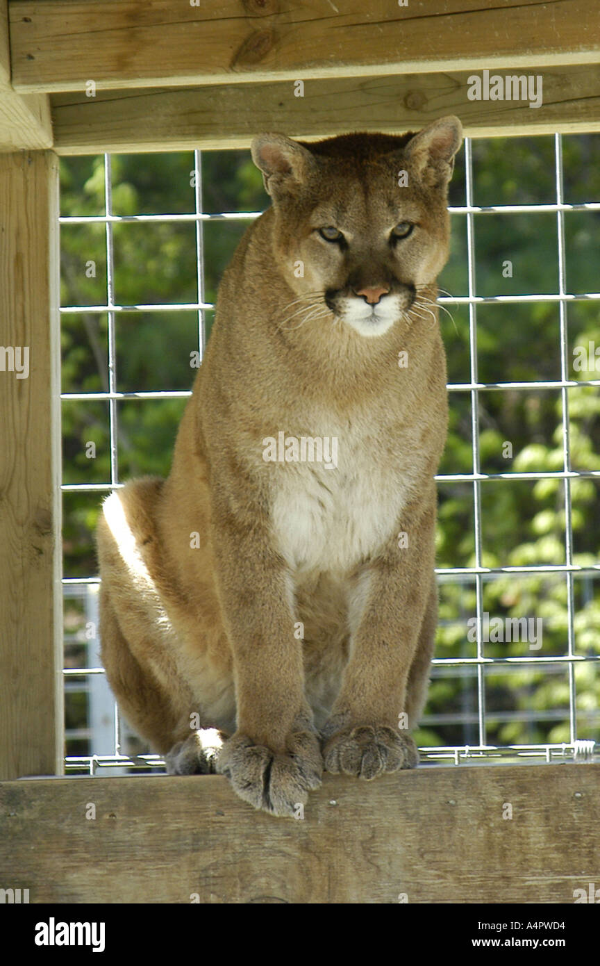 South American Cougar Stock Photo - Alamy