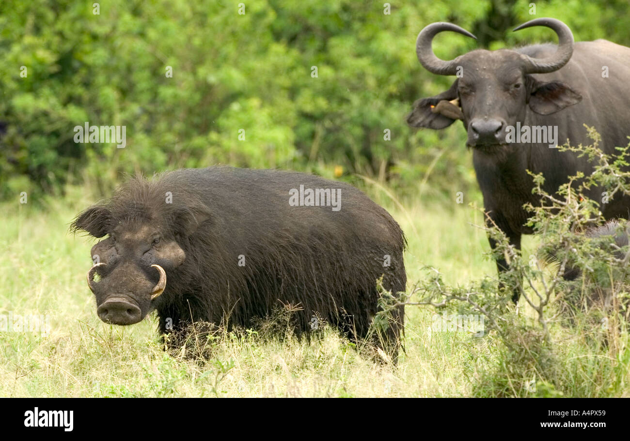 giant-forest-hog-hylochoerus-meinertzhageni-stock-photo-alamy
