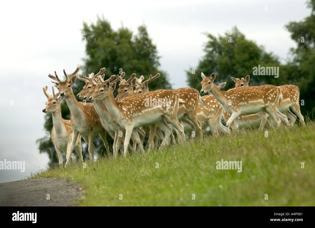 FALLOW DEER Dama dama Stock Photo