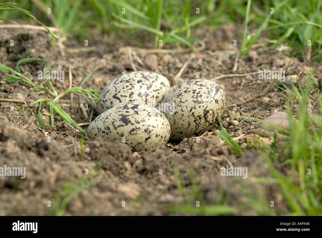 Oystercatcher With Eggs Hi res Stock Photography And Images Alamy oystercatcher-with-eggs-hi-res-stock-photography-and-images-alamy