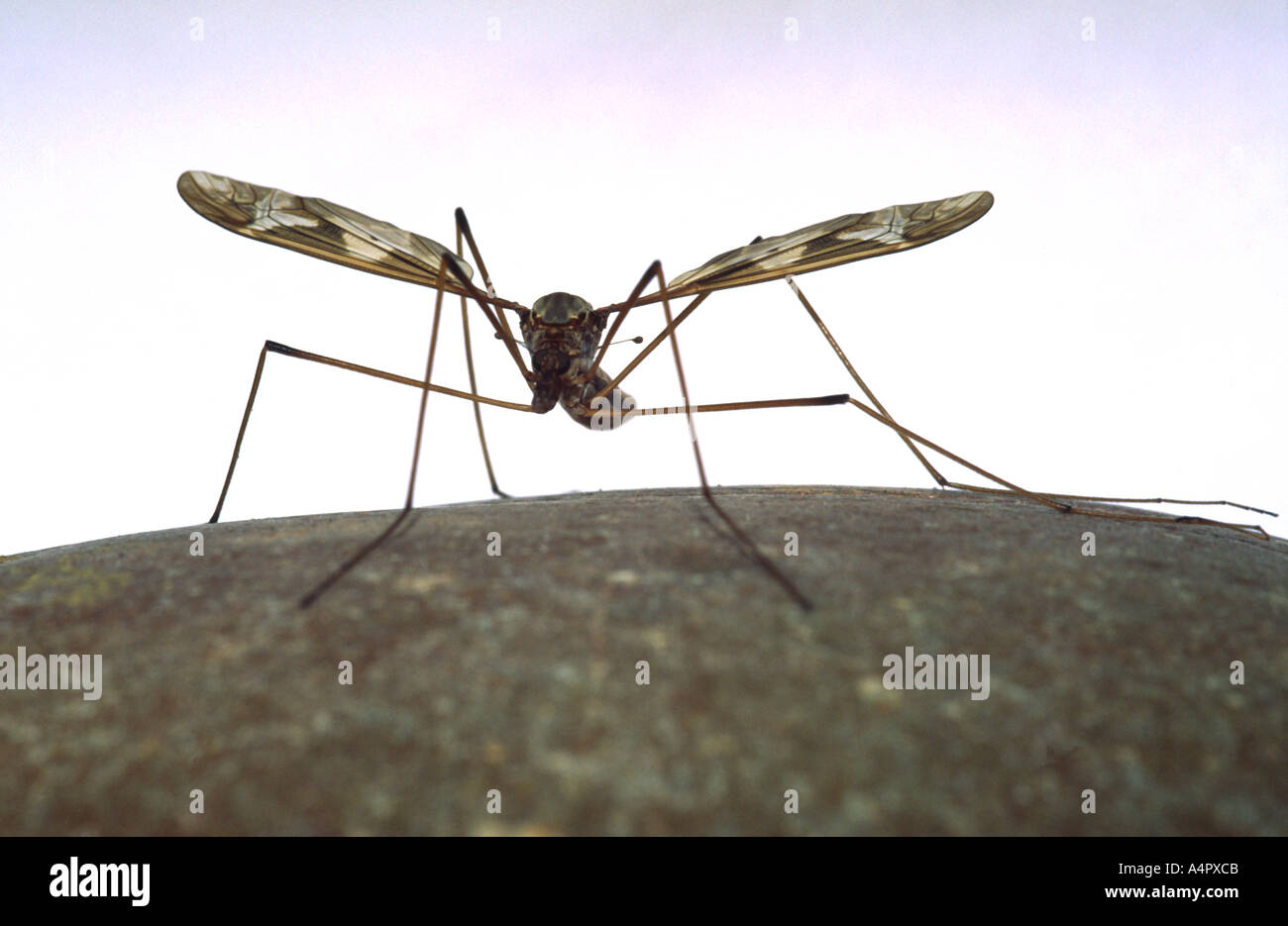 Daddy (and Mummy) Longlegs - crane fly