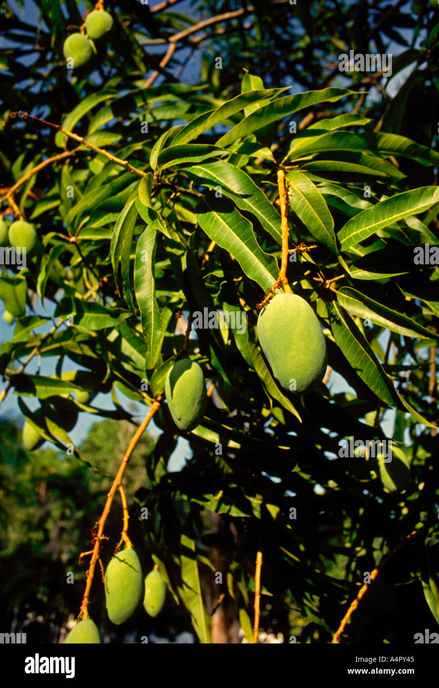 mango, mangoes, mango tree, Manaus, Amazon, Amazonas State, Brazil, South America Stock Photo