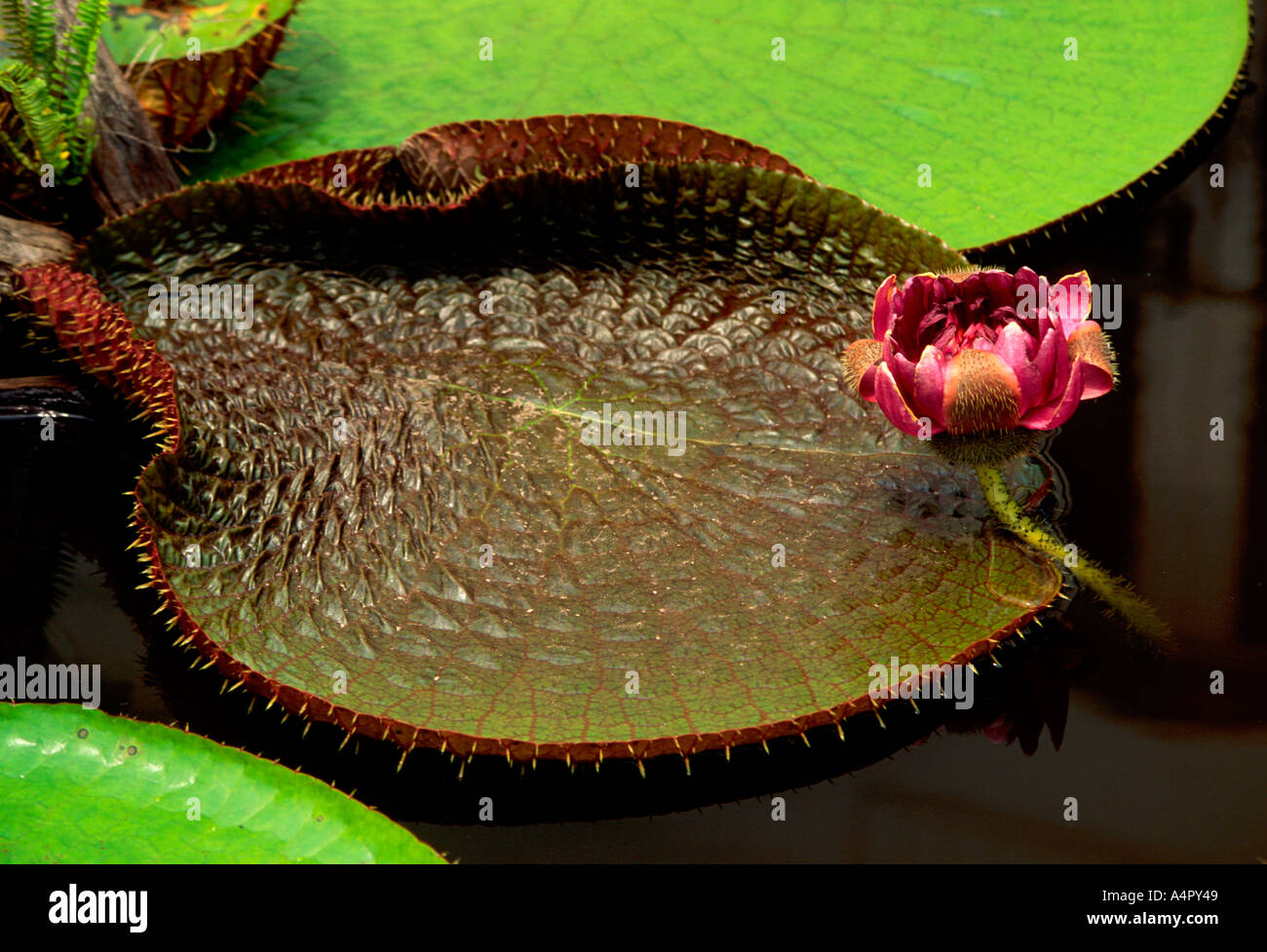 Giant Amazon water lilies and lily pads on Terra Nova Island along the