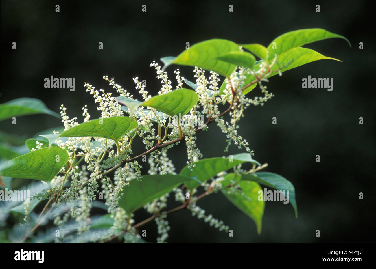 Japanese Knotweed Flowers High Resolution Stock Photography And Images japanese-knotweed-flowers-high-resolution-stock-photography-and-images