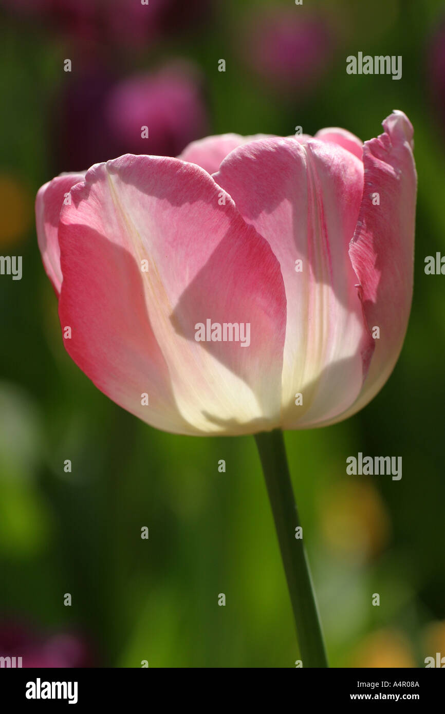 Pink Tulip Backlit Stock Photo - Alamy