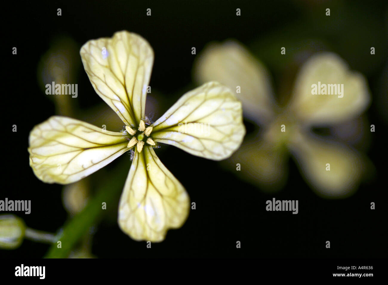 Edible Rocket flower Stock Photo Alamy