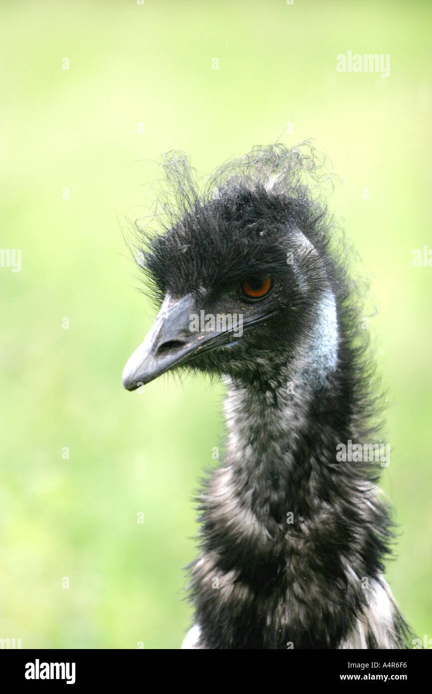 Emu a large Australian flightless bird Stock Photo