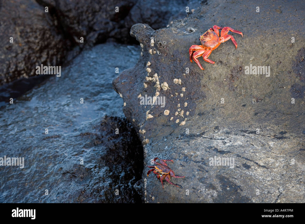 Two Sally Lightfoot crabs Grapsus grapsus on the South Plaza Island in the Galapagos Archipelago Pacific Ocean Ecuador Stock Photo