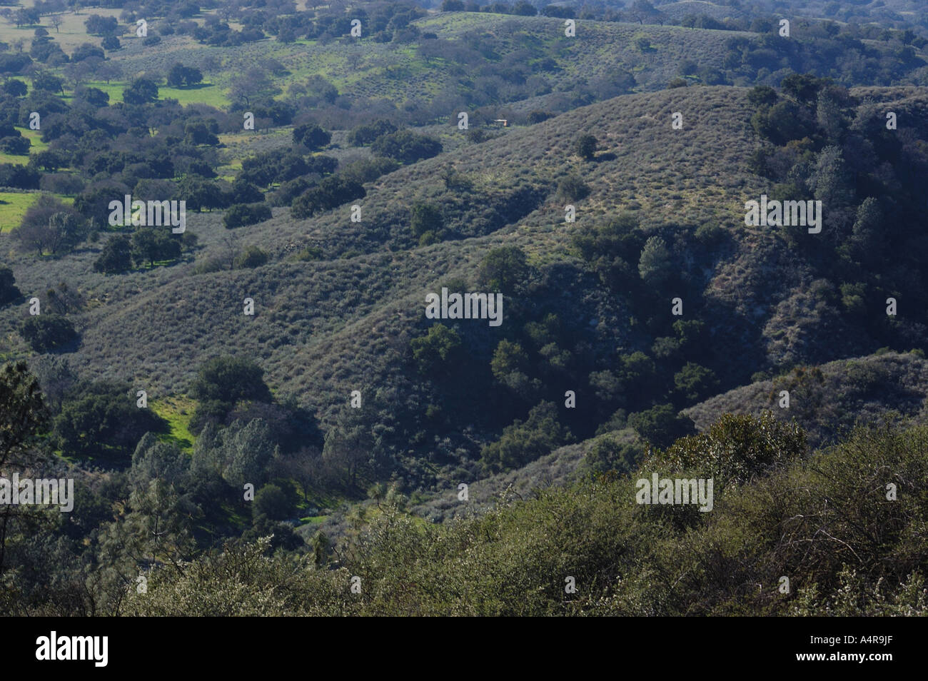 Los Padres National Forest Stock Photo Alamy