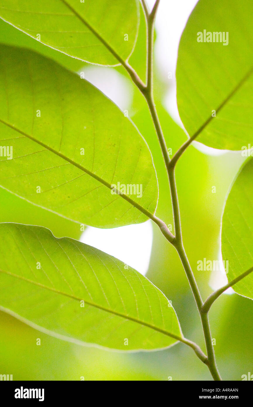 Green leaves showing the concept of light energy being converted to ...