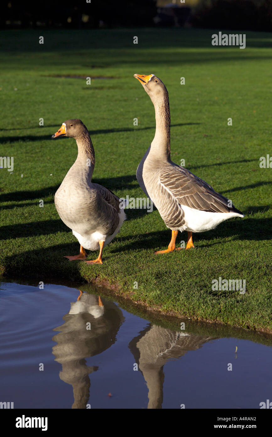 Two geese goose at waters edge Golden Acre Park, Leeds, England, UK Stock Photo