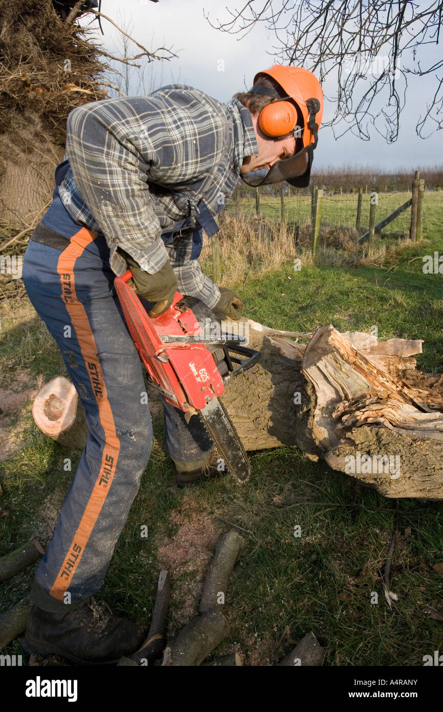 Man with chainsaw cutting up a fallen branch from an ash tree afetr ...