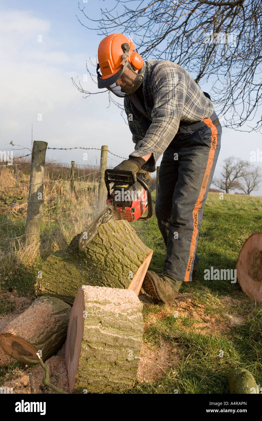 Man with chainsaw cutting up a fallen branch from an ash tree afetr ...