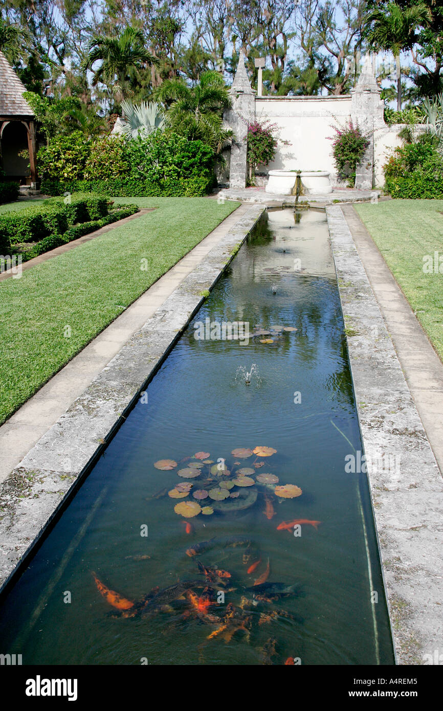 lily flower in little pond garden exterior leaves Golden fish aquarium ...