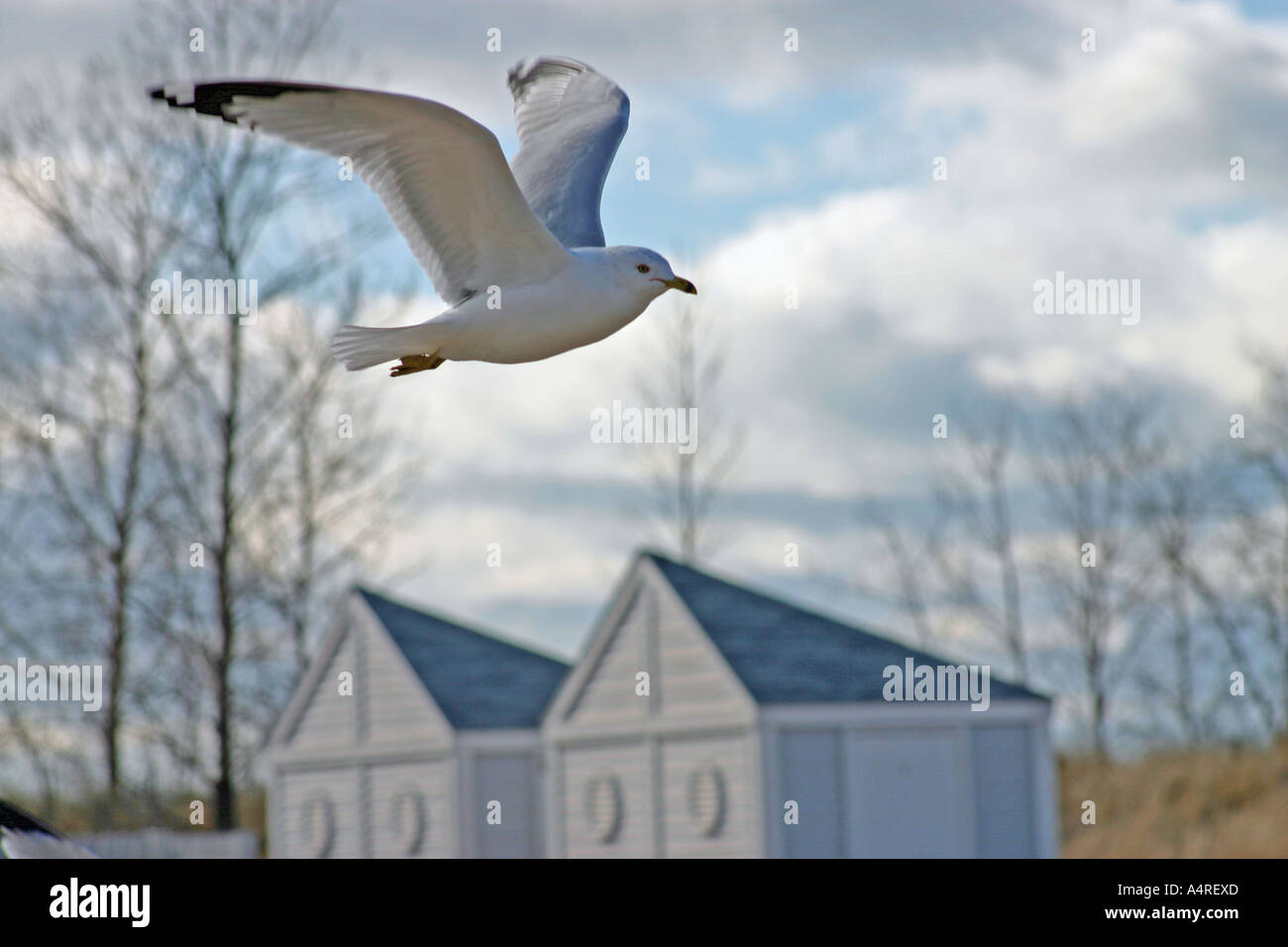 Seagull hovering in sky Stock Photo