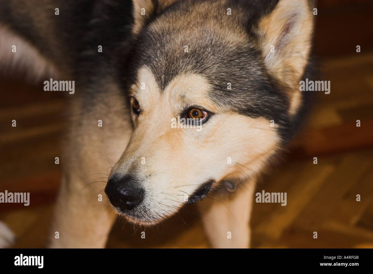 Alaskan malamute dog Stock Photo