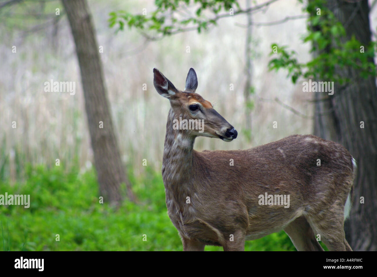 Deer in natural habitat Stock Photo