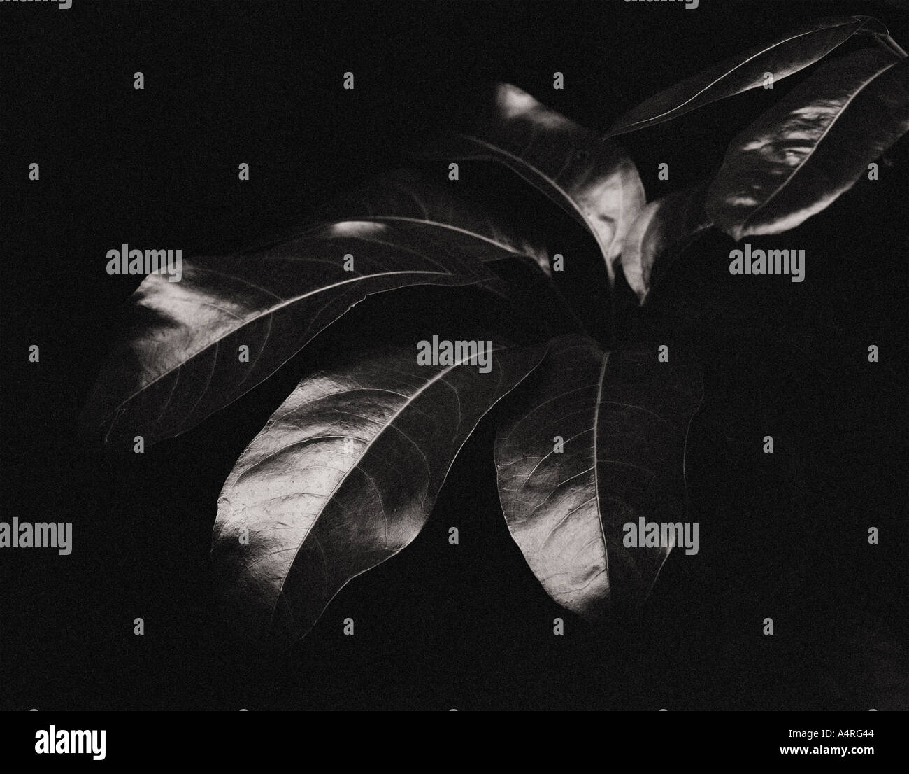 Hawaiian foliage hi-res stock photography and images - Alamy
