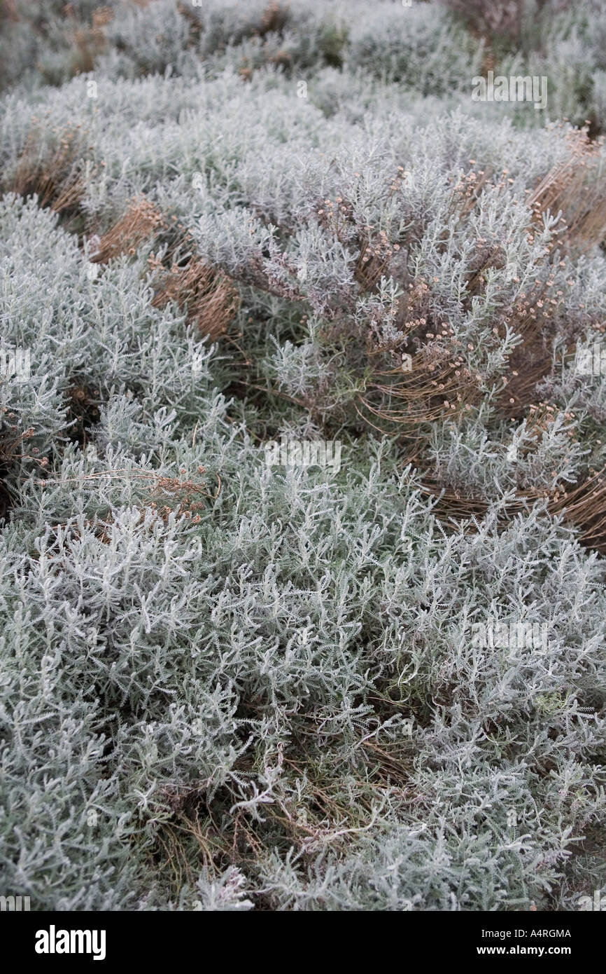 High plants in field hi-res stock photography and images - Alamy