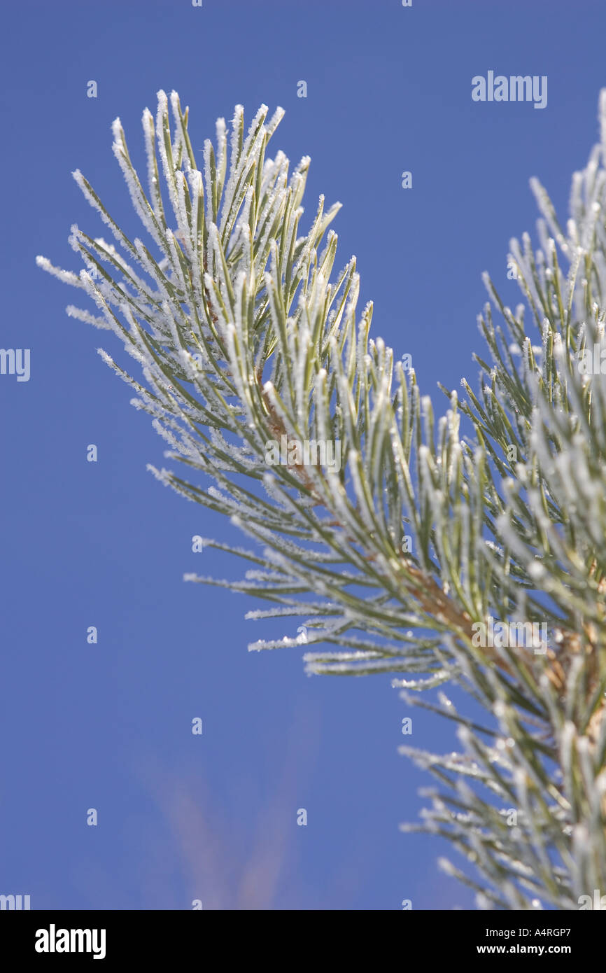 Low angle view of branches of a pine tree Stock Photo - Alamy