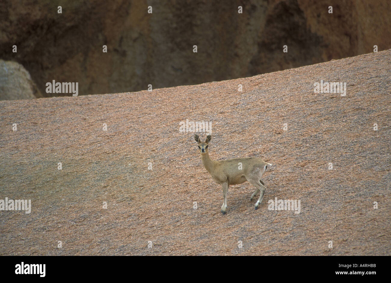 Klipspringer Namibia Hi Res Stock Photography And Images Alamy