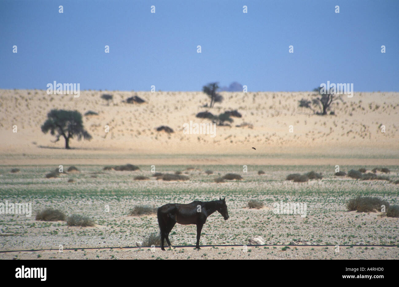 Horse of Namib desert wild horses at Garup along the old railroad trak Luederitz Aus Diamond resricted area Namibia Africa Stock Photo