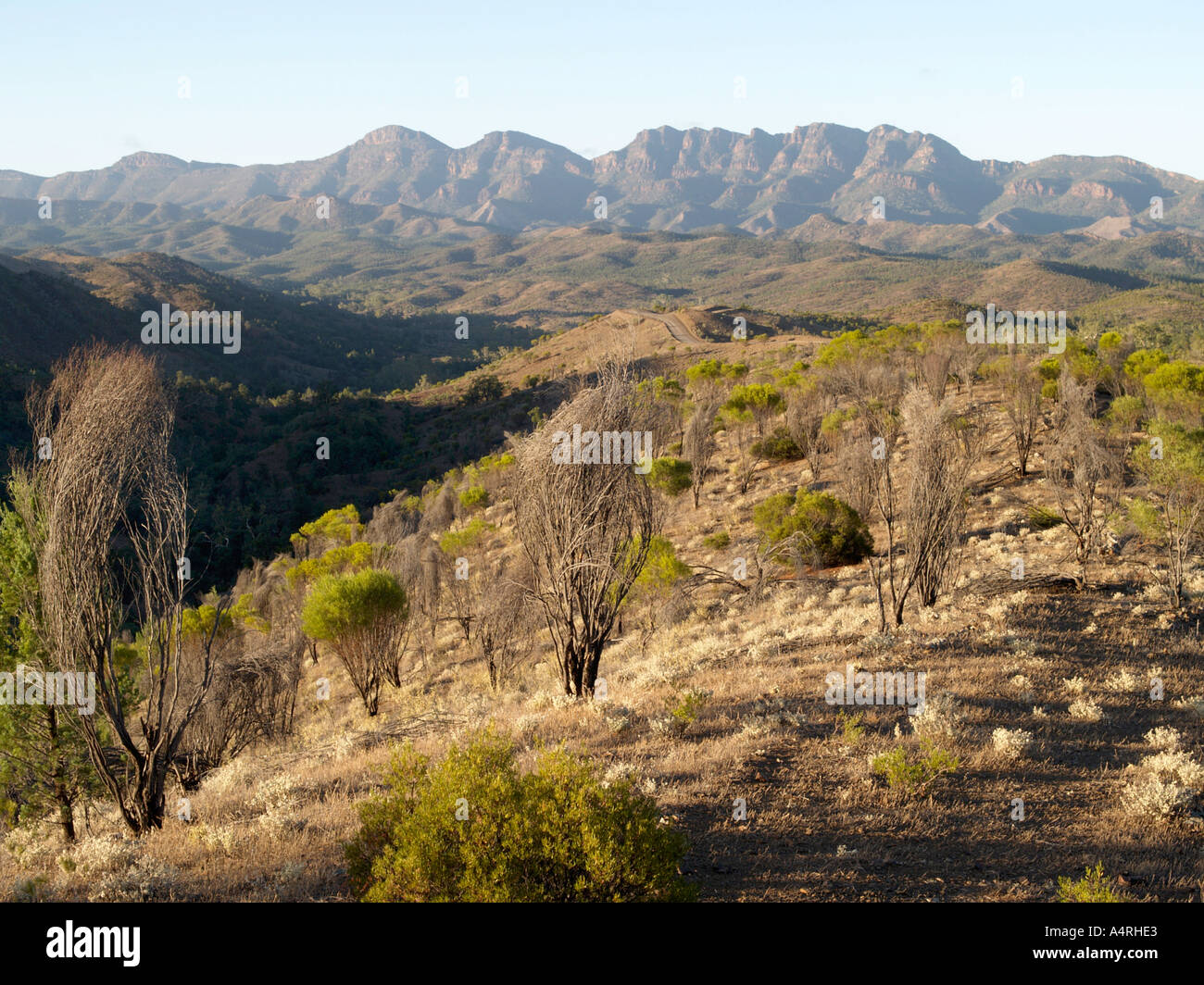 Flinders ranges national park south tree scrub bush landscape land hi