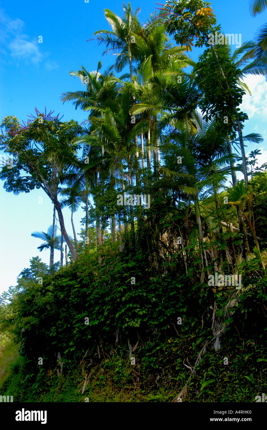 Palm trees on a hill north east of Hilo Hawaii in the rainforest Stock