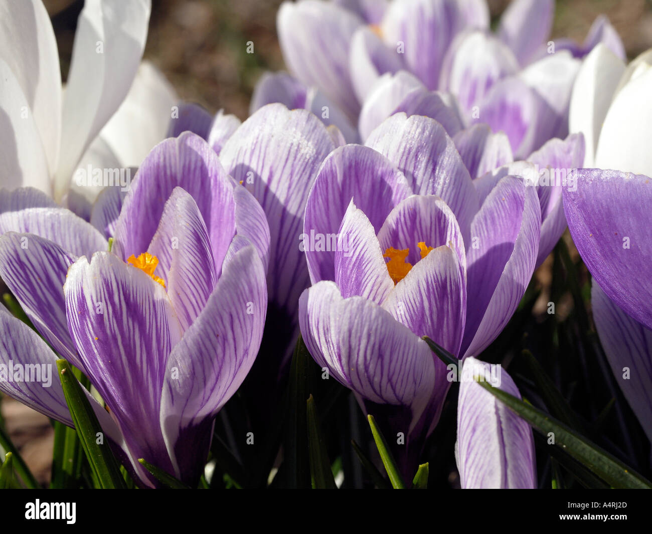 Crocus flowers crocus biflorus are the first to bloom in the spring Here is a patch of purple white and verigated Stock Photo