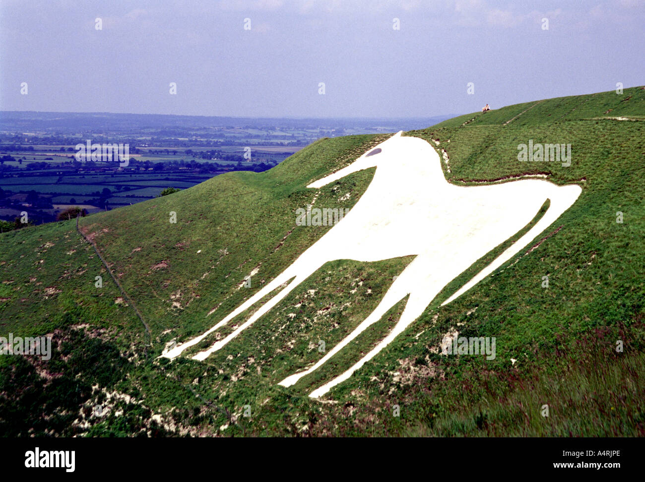 The White Horse at Westbury in Wiltshire, England Stock Photo