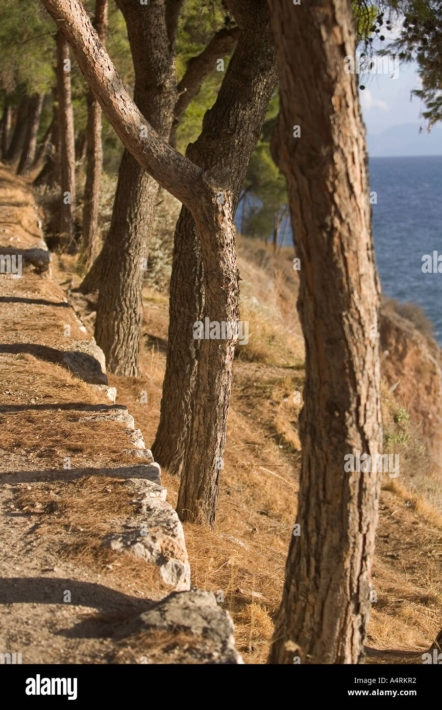 Row trees along path hi-res stock photography and images - Alamy