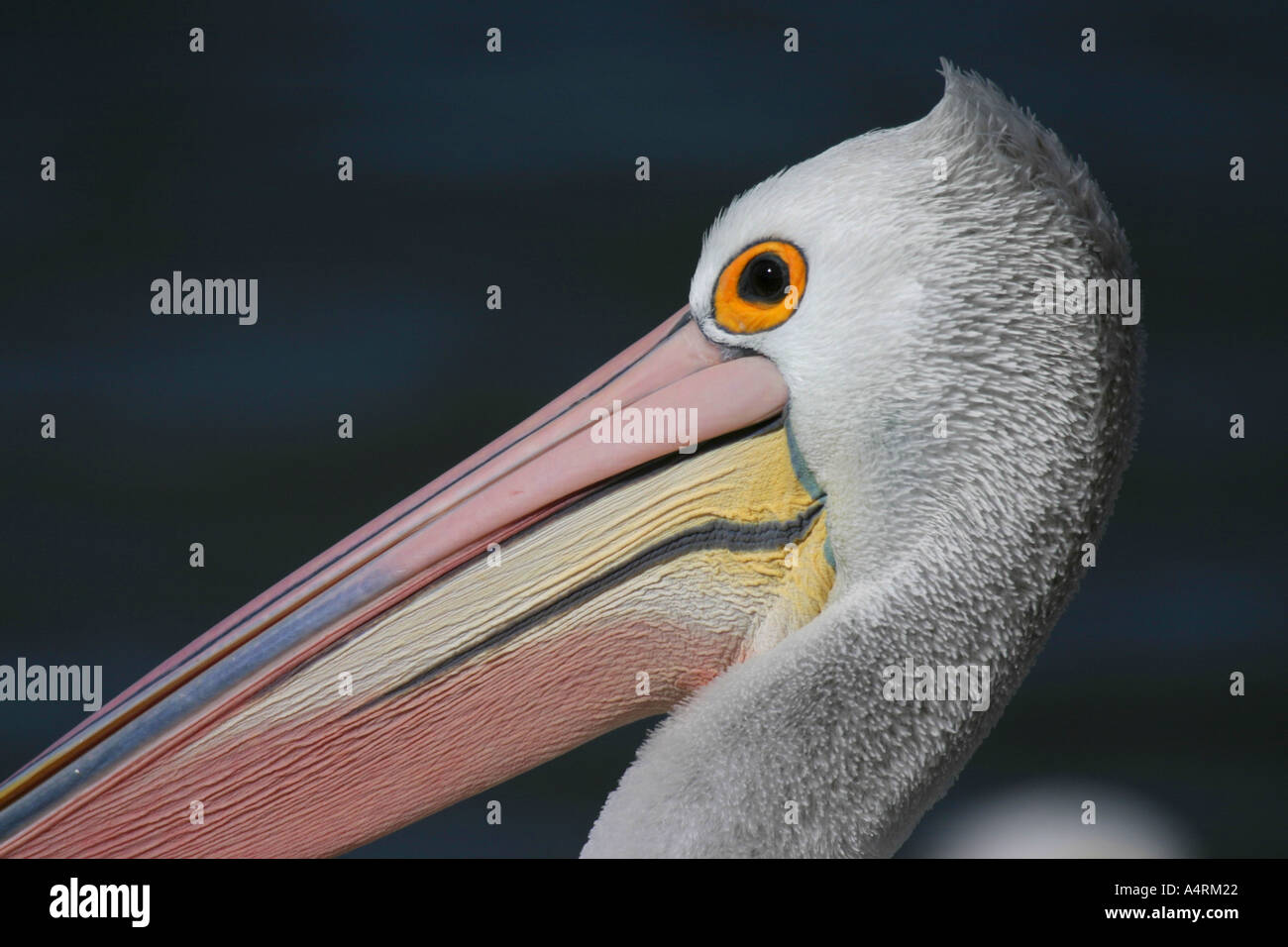 Australian pelican pelecanus conspicillatus Stock Photo