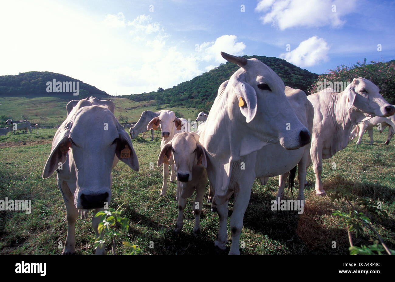 Cows at a field in the southern part of Martinique Stock Photo