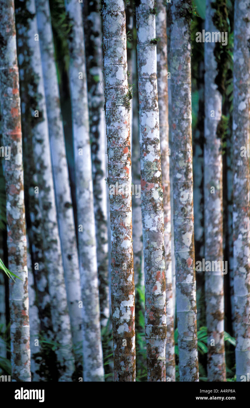 close up of Coccothrinax dussiana bailey tree at the Balata Botanical gardens near Fort de France Martinique Stock Photo