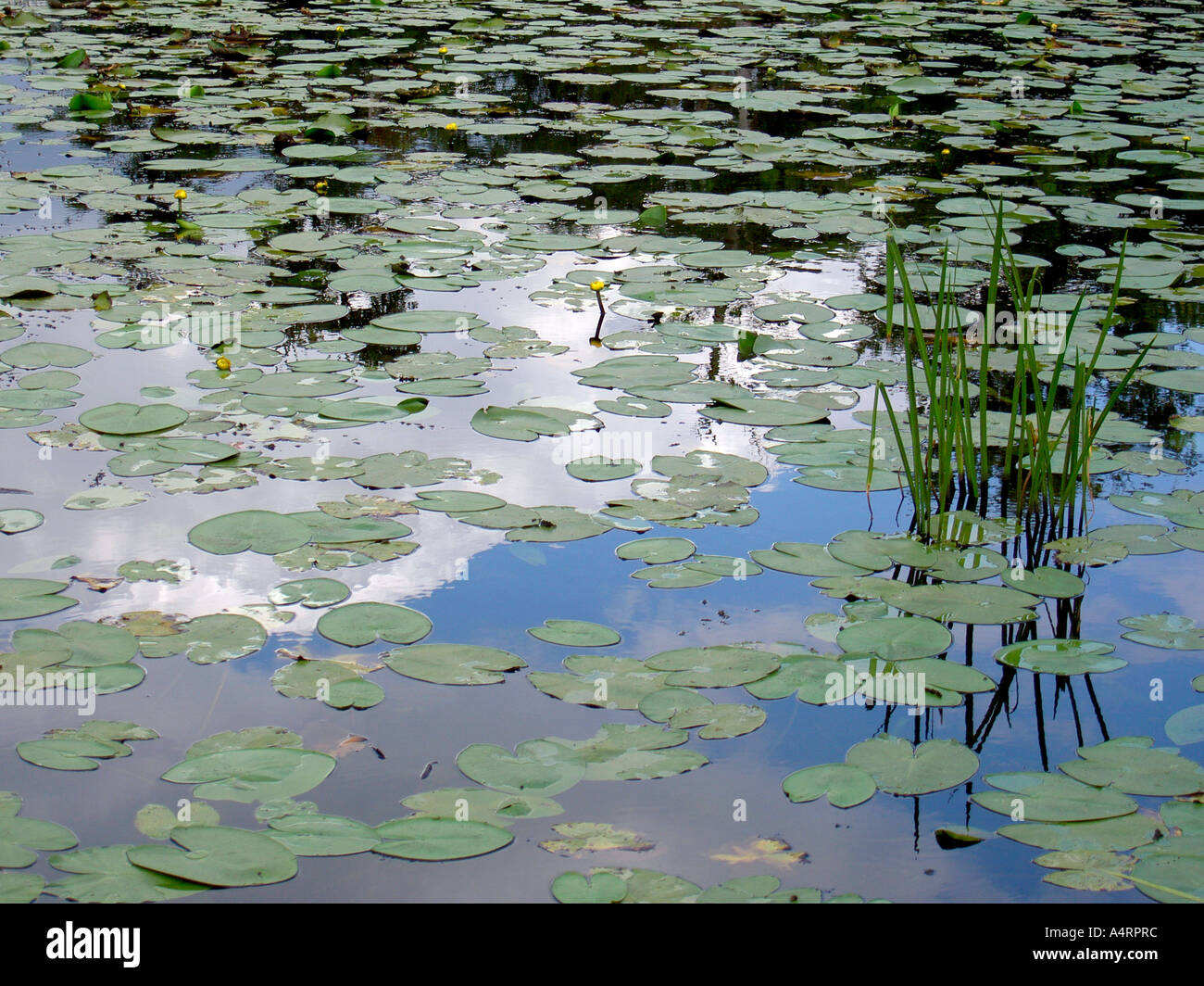 Lily pond in Cheshire, UK Stock Photo Alamy