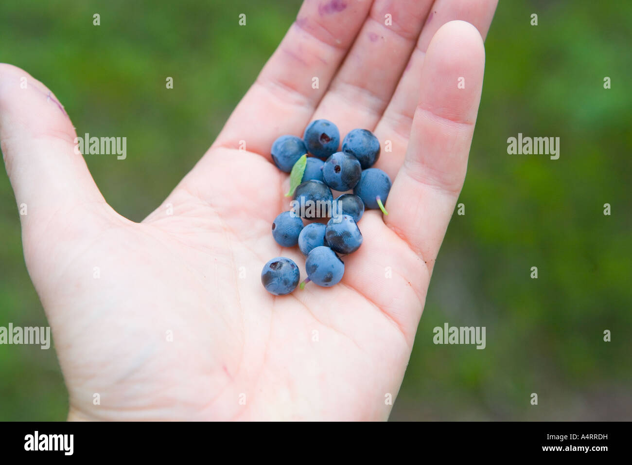 Closeup of wild mountain blueberries in palm of hand Stock Photo