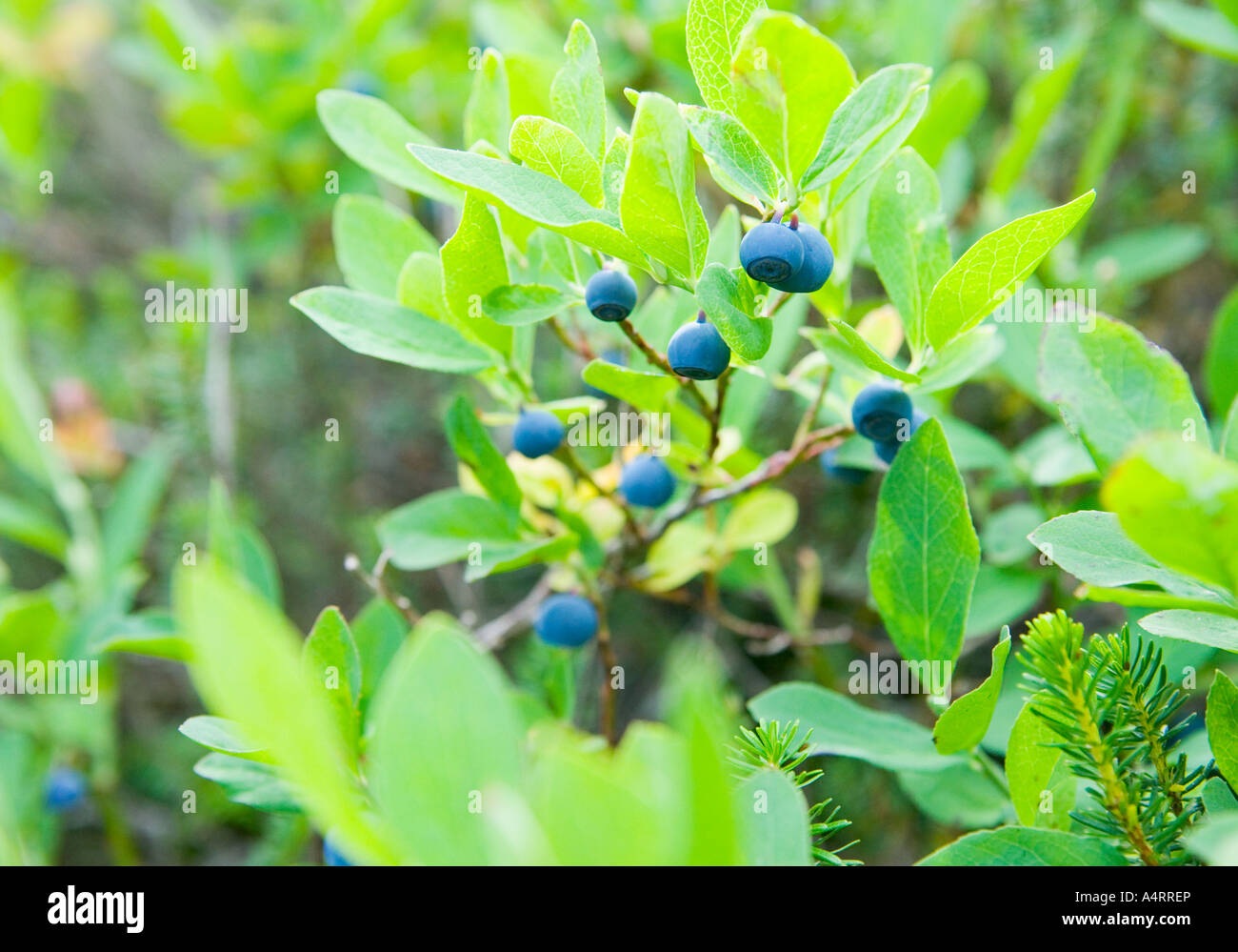 Closeup of mountain blueberries on bush Cascade Mountains Washington