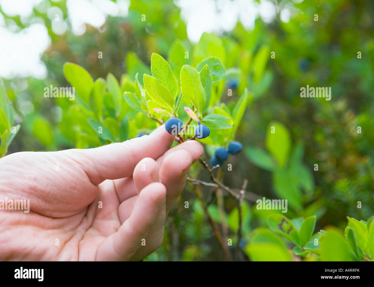 Closeup of hand picking mountain blueberries Washington USA Stock Photo